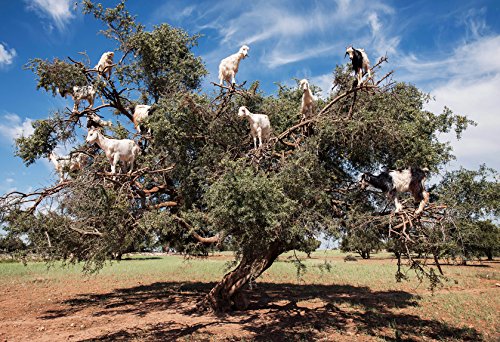 Composition de l'huile d'argan marocaine