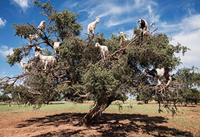Composition de l'huile d'argan marocaine