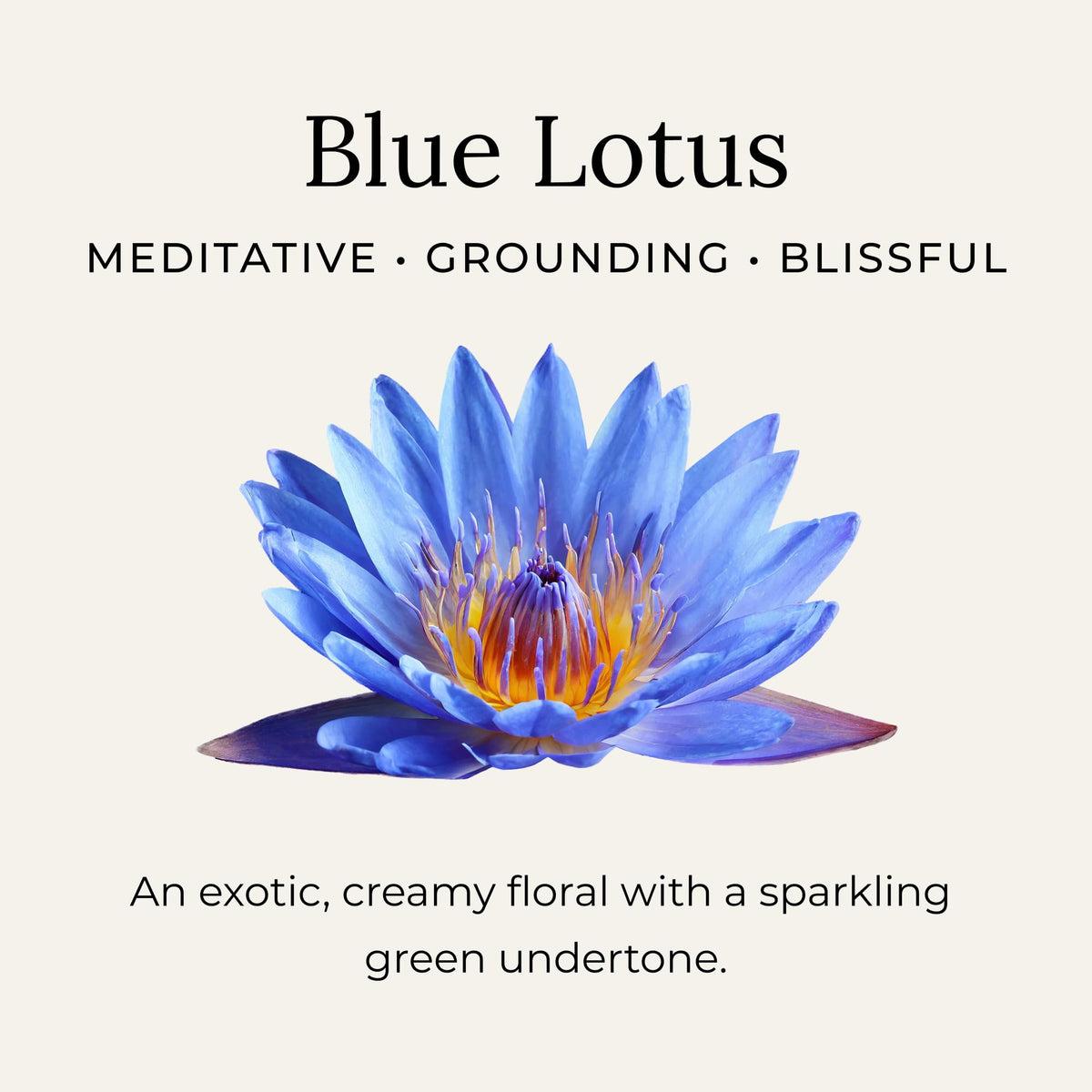 Détails de la texture crémeuse du déodorant au lotus bleu