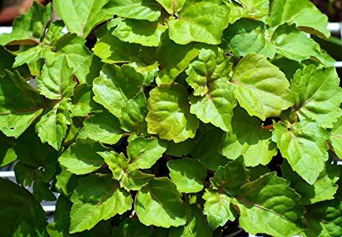 Flacon d'huile essentielle de patchouli US Organic sur une surface en bois