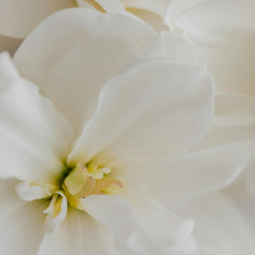 Fleur de Blonde Eau de Parfum 30 ml sur une coiffeuse