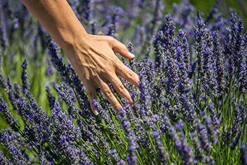 Huile essentielle de lavande US Organic sur une surface en bois