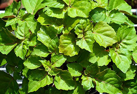 Huile essentielle de patchouli avec des feuilles de patchouli