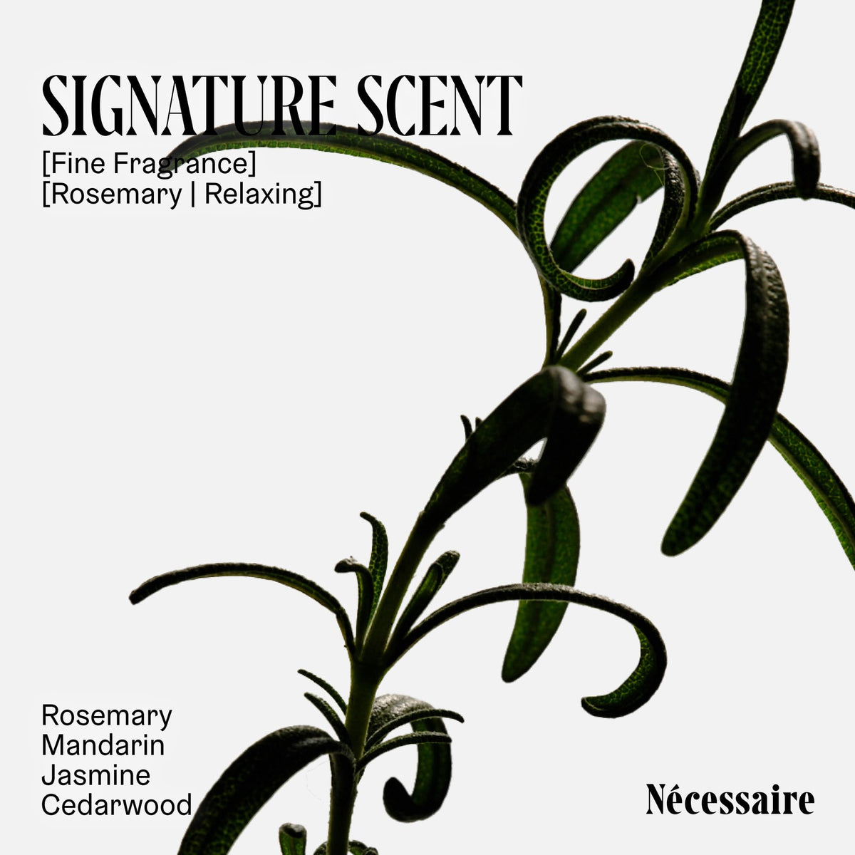 Ingrédients naturels du shampooing Romarin Nécessaire