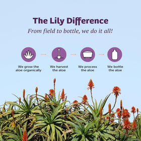 Lily Of The Desert Gelly Moisturizer Aloe Vera with sunburn relief illustration