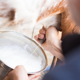 Lotion Tallow & Lait de Chèvre en application sur la peau