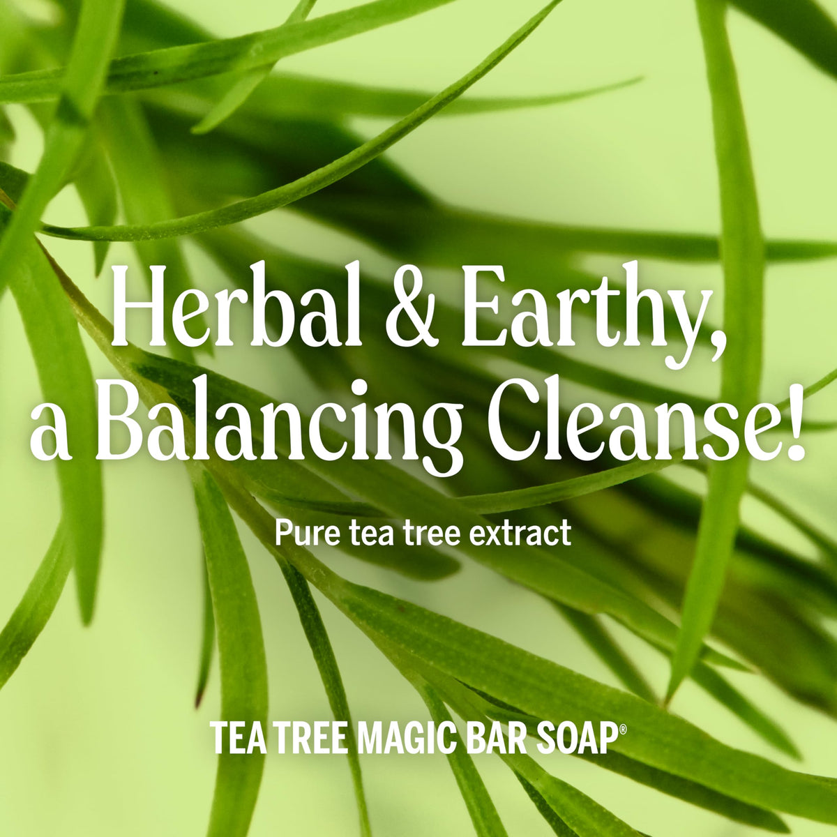 Savon Dr. Bronner's Pure-Castile Tea Tree, barres empilées