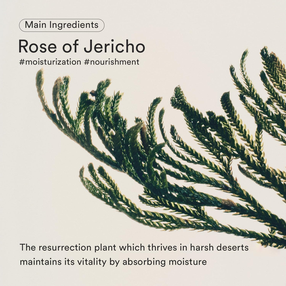 Sérum Bifida Rose de Jéricho Abib 50 ml en mains avec gouttes