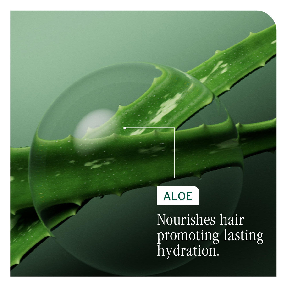 Shampooing Biolage Hydra Source dans un cadre naturel
