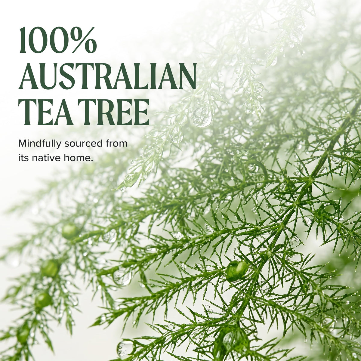 Shampooing Tea Tree avec des fleurs de lavande à côté